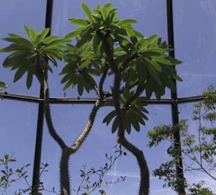 Botanischer Garten der Universität Zürich