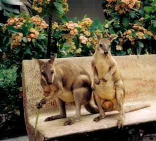 Si Racha Tiger Zoo