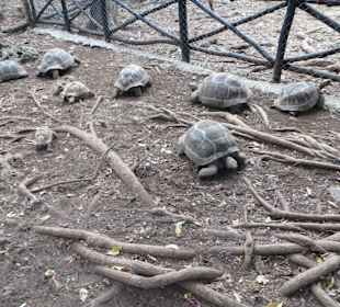 Die Schildkröten auf Prison Island