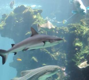 Im Aquarium unterwegs