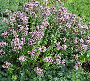 Eindrücke vom Rundgang durch den Park der Gärten