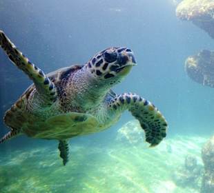 Schildkröten unter Wasser