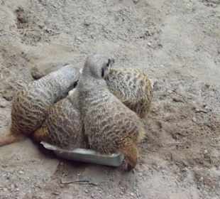 Erdmännchen