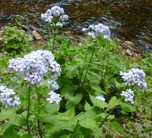 Schöne Pflanzen am Ufer