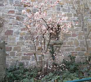 Erste Blüten