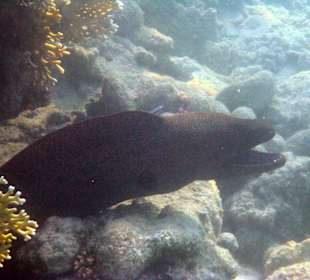 Riesenmuräne im Flachwasser/Südriff