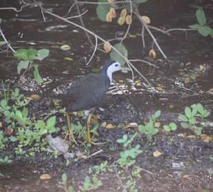 Weißbrust Wasserhuhn