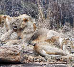 Löwen Familie auf dem Felsen