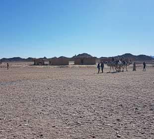 Reiten & Kamelreiten Dana Beach