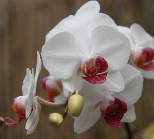 Orchidée