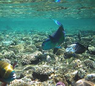 Bunte Fische am Hausriff