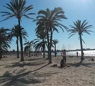 Schöner Palmenstrand ganz in der Nähe