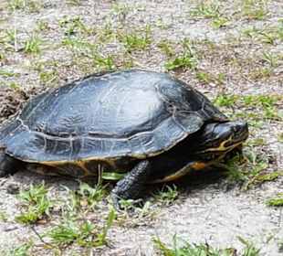 Schildkröte vor Eiablage