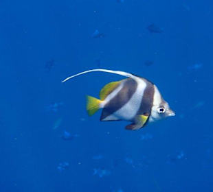 Schnorcheln Hausriff