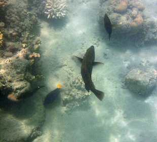 Schnorcheln Marsa Alam