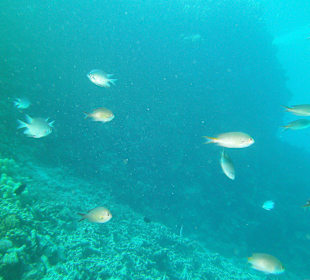 Tauchen bei der DiveConnection über Oototo gebucht