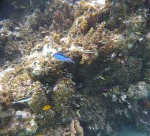 Fische am Großen Mayariff
