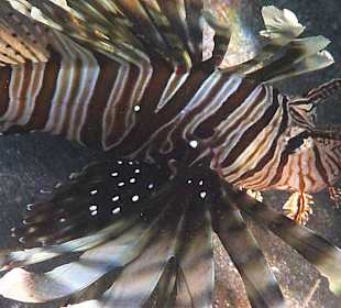 Schnorcheln am Hausriff