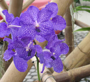 Orchidee