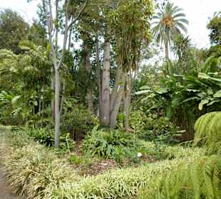 Im Jardín de aclimatación de La Orotava