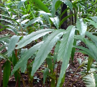 Maganga Spice Farm