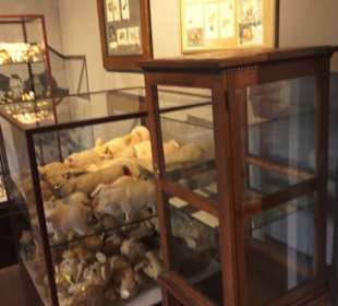 SchweineMuseum