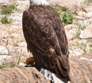 Adler in der Falknerei