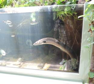 Im Aquarium unterwegs