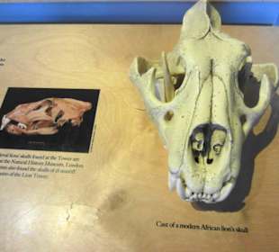 Impressionen Museum im Tower