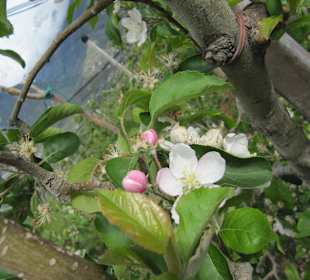 Apfelblüte am Waalweg