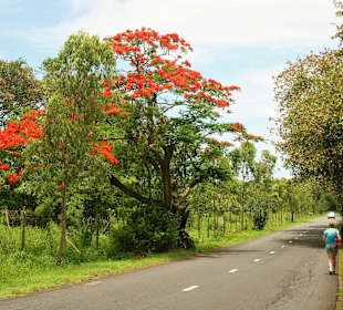 Roter Flammenbaum (Flamboyant)