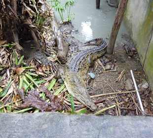 Tropical River Tour  – Oktober 2014