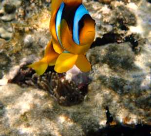 Schnorcheln Hurghada