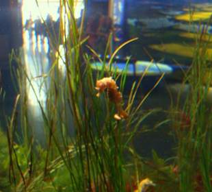 Im Aquarium ein Seepferdchen!