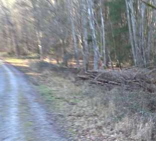 Ochsenweiher Rundweg