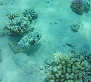 Schnorcheln Makadi Bay