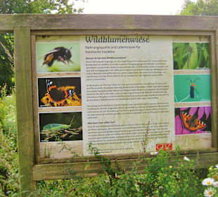 Schild  „Wildblumenwiese“. 