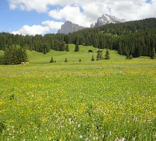 Blühende Wiesen auf der Seiser Alm im Juni