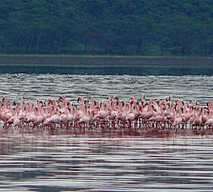 Flamingos am Lake Nakuru