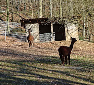 Bergtierpark Odenwald