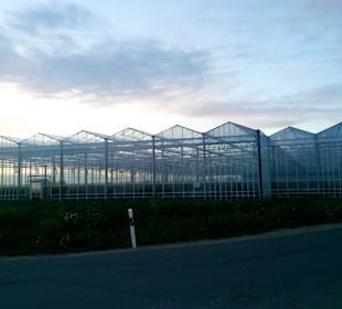 Entlang im Knoblauchsland