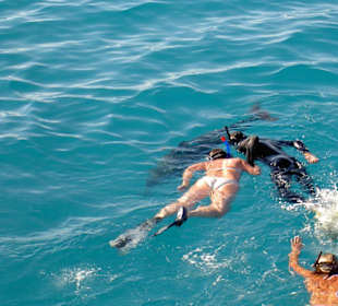 Schnorcheln mit Delfinen