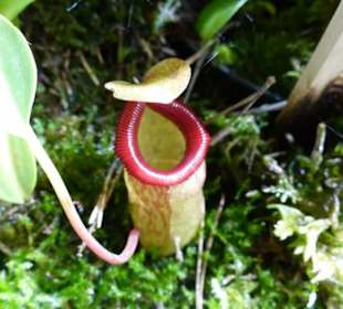 Fleischfressende Pflanzen