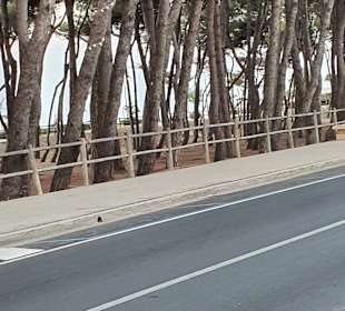 Wandern Alba Adriatica