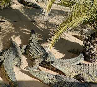 Krokodilfarm Animalia