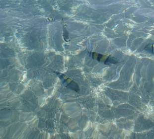 Ersten Fische am Strand