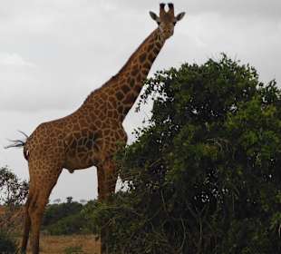Giraffe