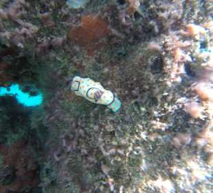 Schnorcheln im Meer am Steg