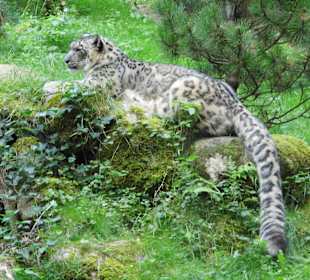 Wildparkimpressionen