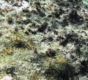 Riff versandet wegen künstlicher Strand